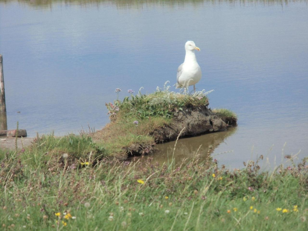 Haus-Halligblick-Ferienwohnung-Hamburger-Hallig Dagebüll المظهر الخارجي الصورة